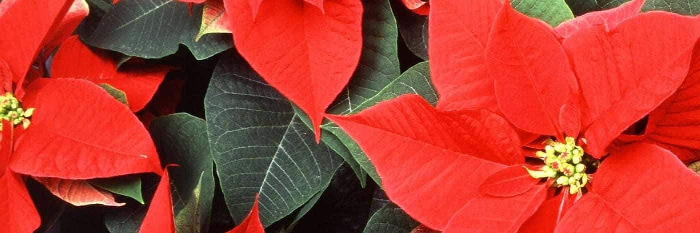 Poinsettias for Christmas!