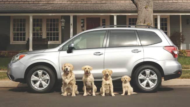 Family of dogs lined up in front of a Subaru
