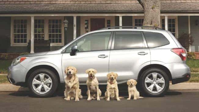 Subaru Pet Carrier And Mobile Pet Bed