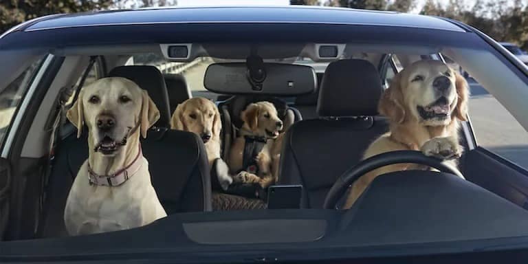 Family of dogs driving a Subaru