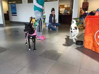 Bowser Subaru with Pet Adoption Company