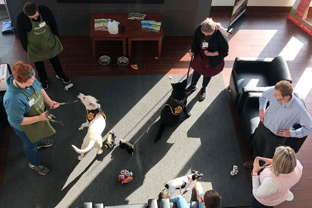 Subaru Loves Pets adoption event at Bud Clary Subaru