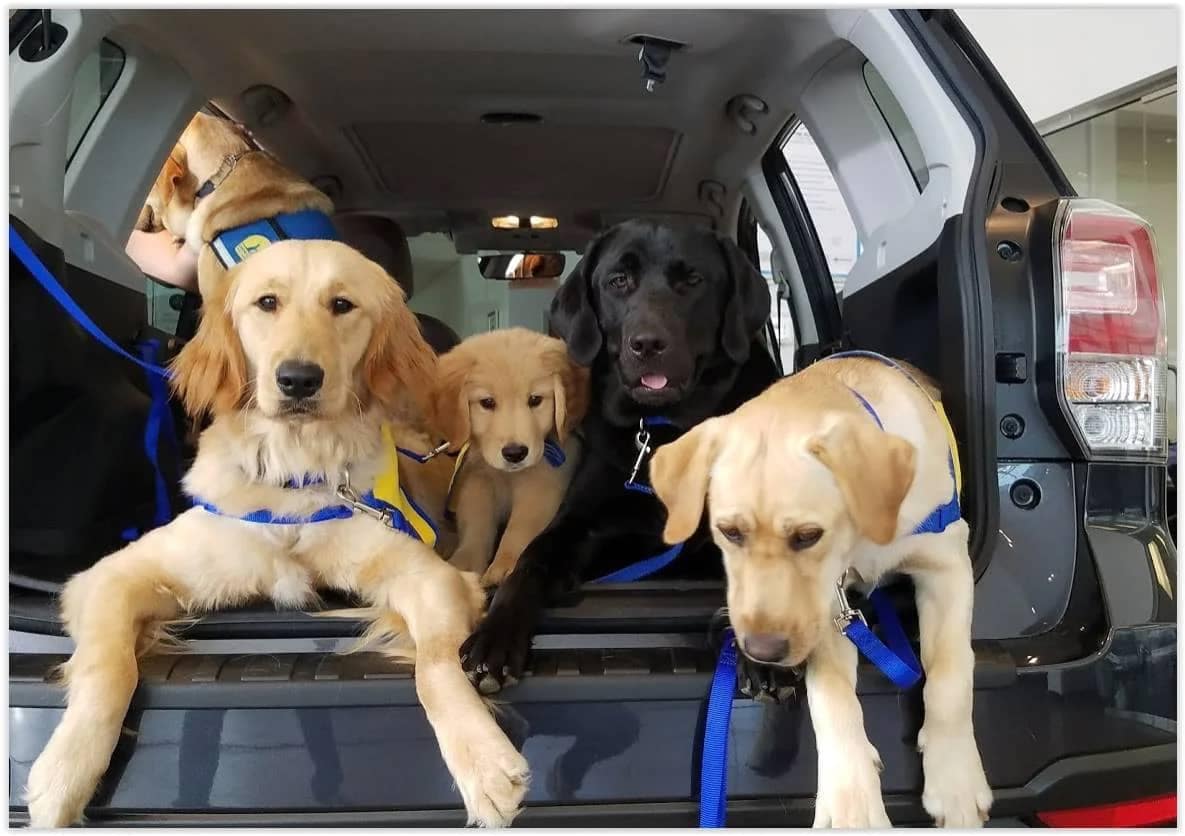 Canine Companions - pups in a trunk
