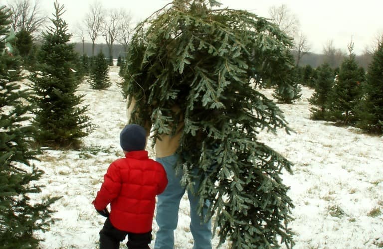 Bringing the Christmas tree home