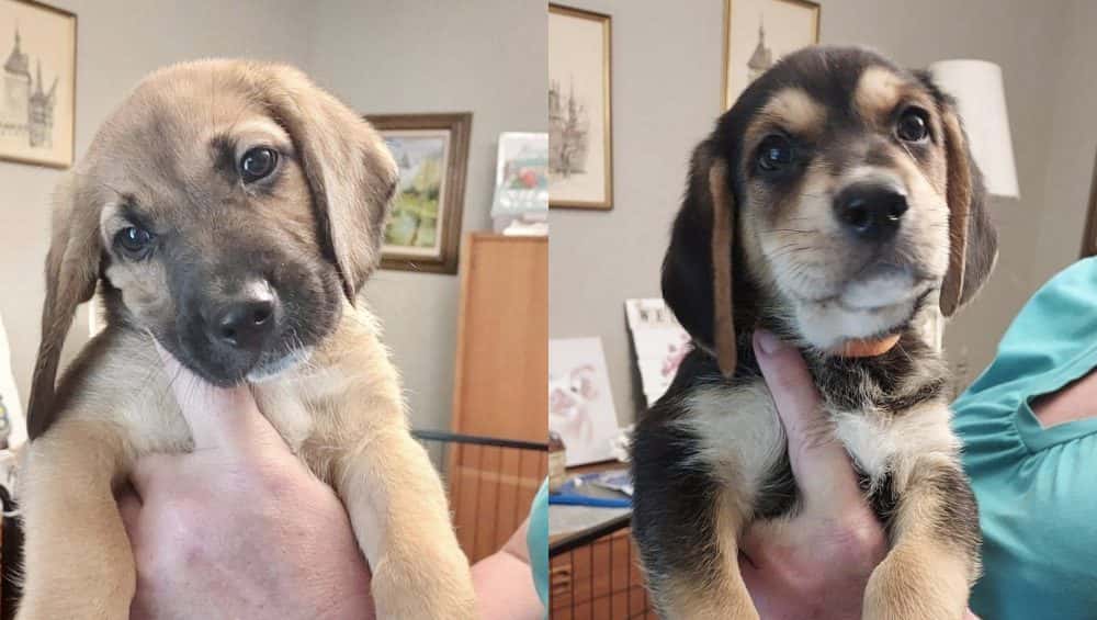 How Much Does The Adoption Event Cost?s