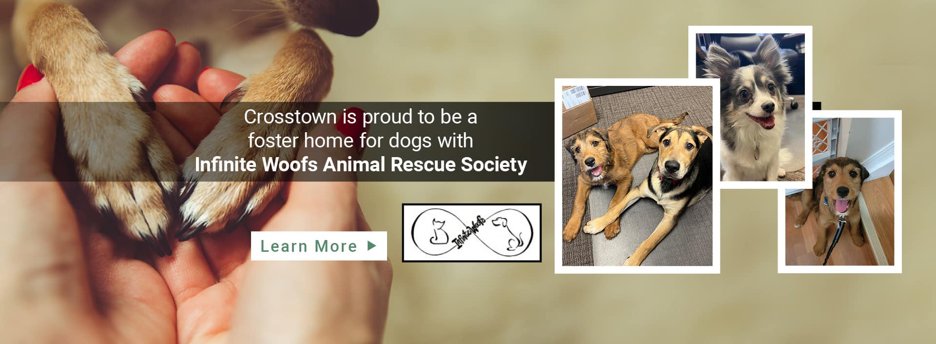 Crosstown is proud to be a foster home for dogs with Infinite Woofs Animal Rescue Society
