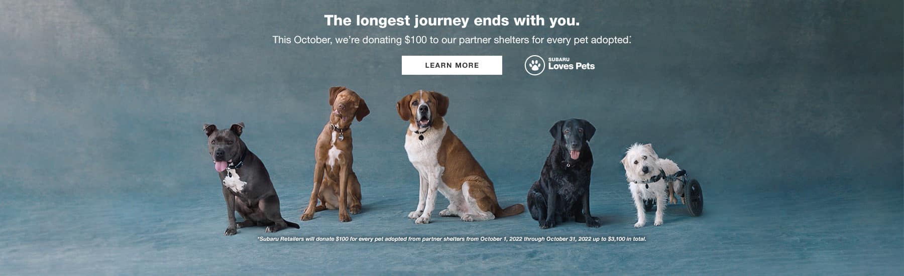 The longest journey ends with you. This October, we're donating $100 to our partner shelters for every pet adopted. Learn More.