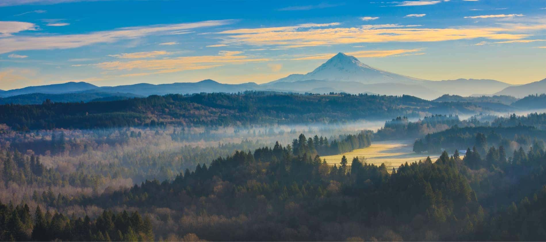 A wide view of the forest and a snowy mountain in the far distance.