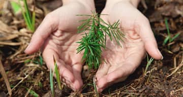 hands planting a tree