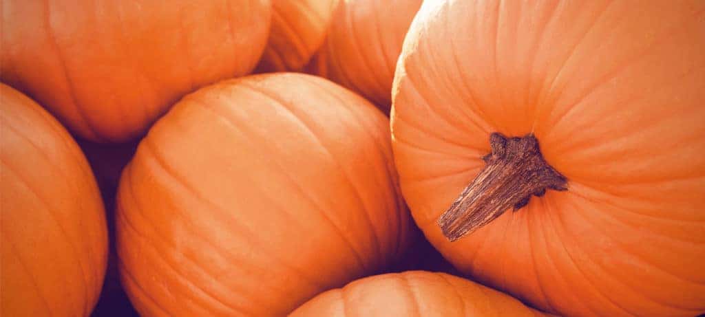 Pumpkin Patches