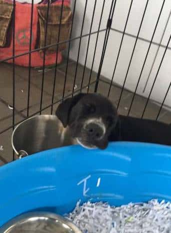 Black and white puppy