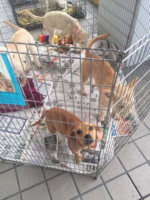 Tan puppies