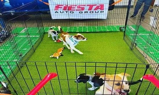 dogs-in-crates-at-Fiesta-Auto-Group