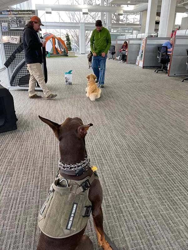 dog1