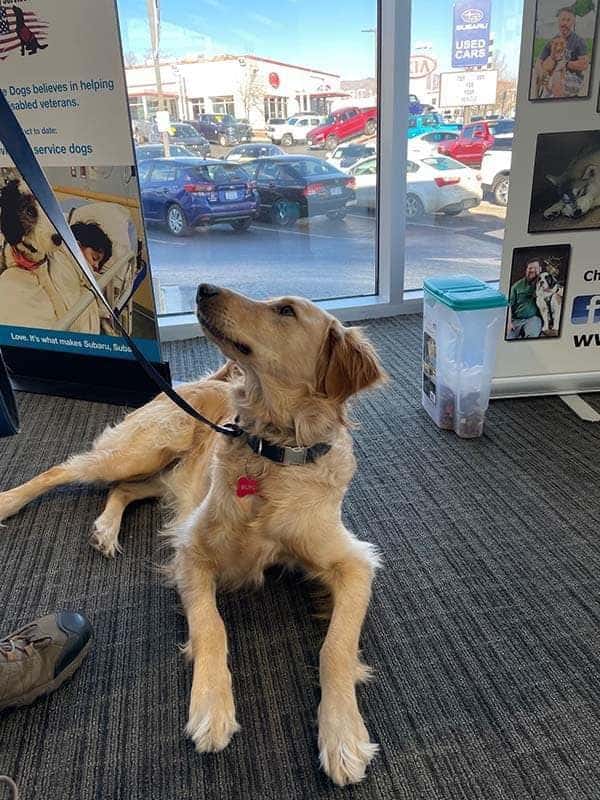dog3