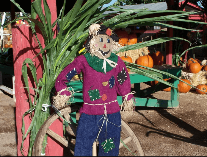 INFINITI OF PEORIA | CELEBRATE FALL AT TOLMACHOFF FARMS' ANNUAL PUMPKIN DAYS AND CORN MAZE