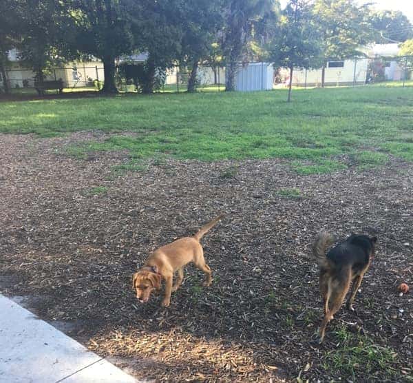 ARLINGTON DOG PARK
