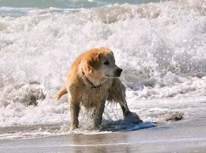 BROHARD PAW PARK & DOG BEACH