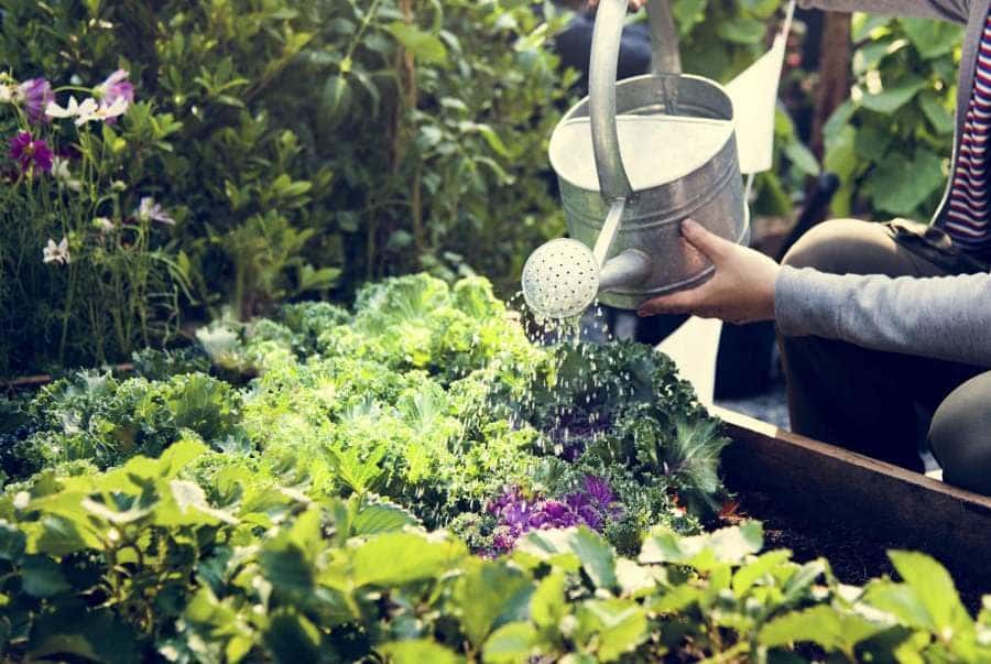 Woman-watering-organic-fresh-agricultural-product-1440x965