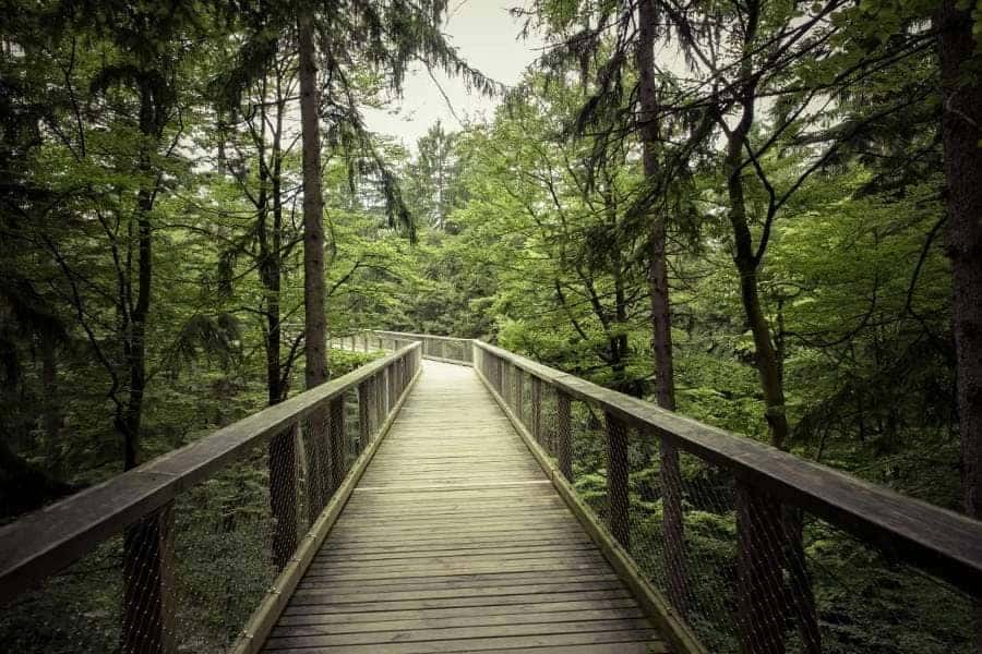 bridge_daylight_environment_forest_green_hike_landscape_light-941227