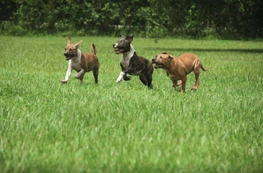 crazy dogs