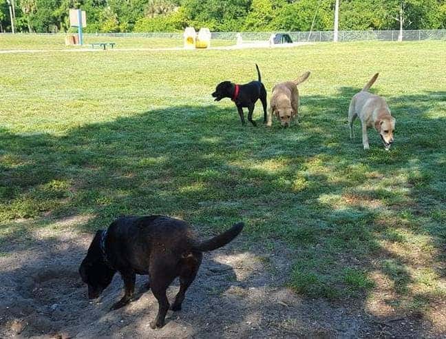 dogs 2