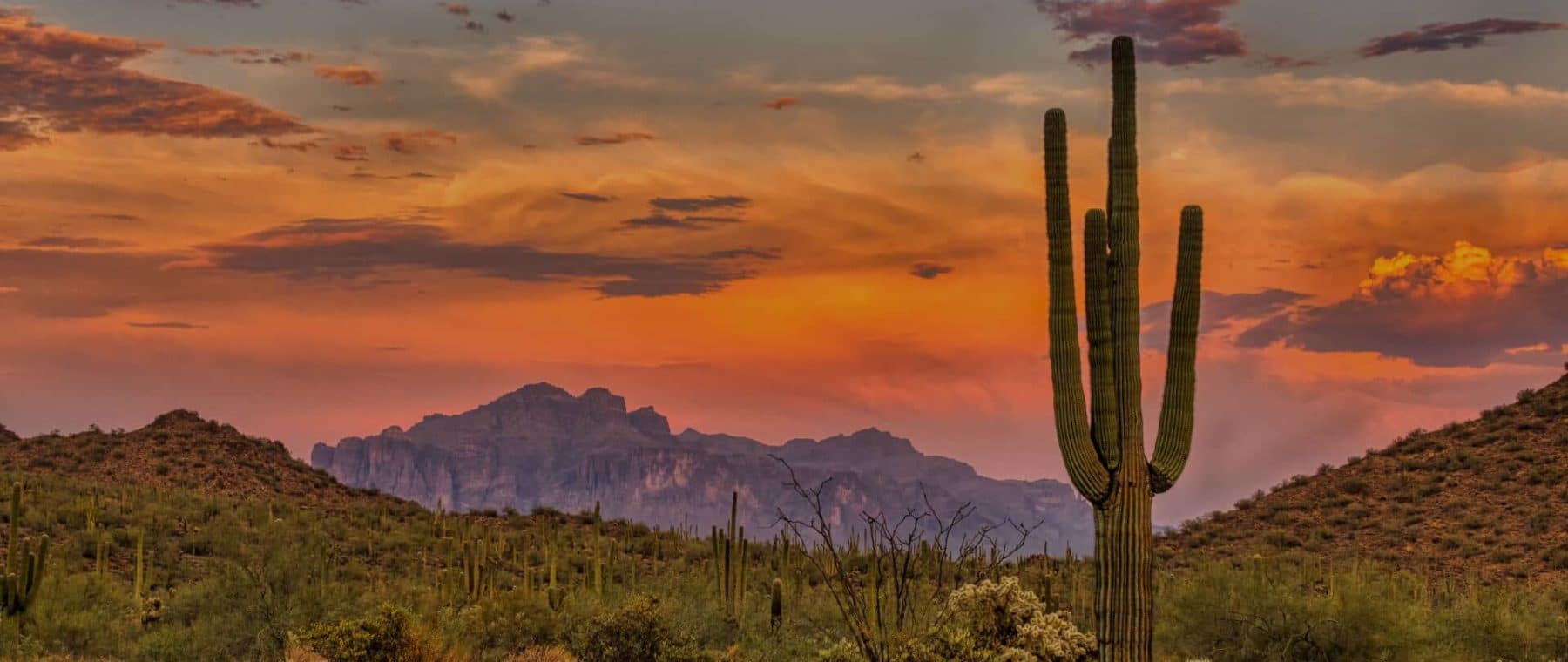 Cactus in the Phoenix desert