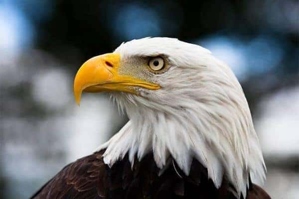 American Eagle Profile mobile