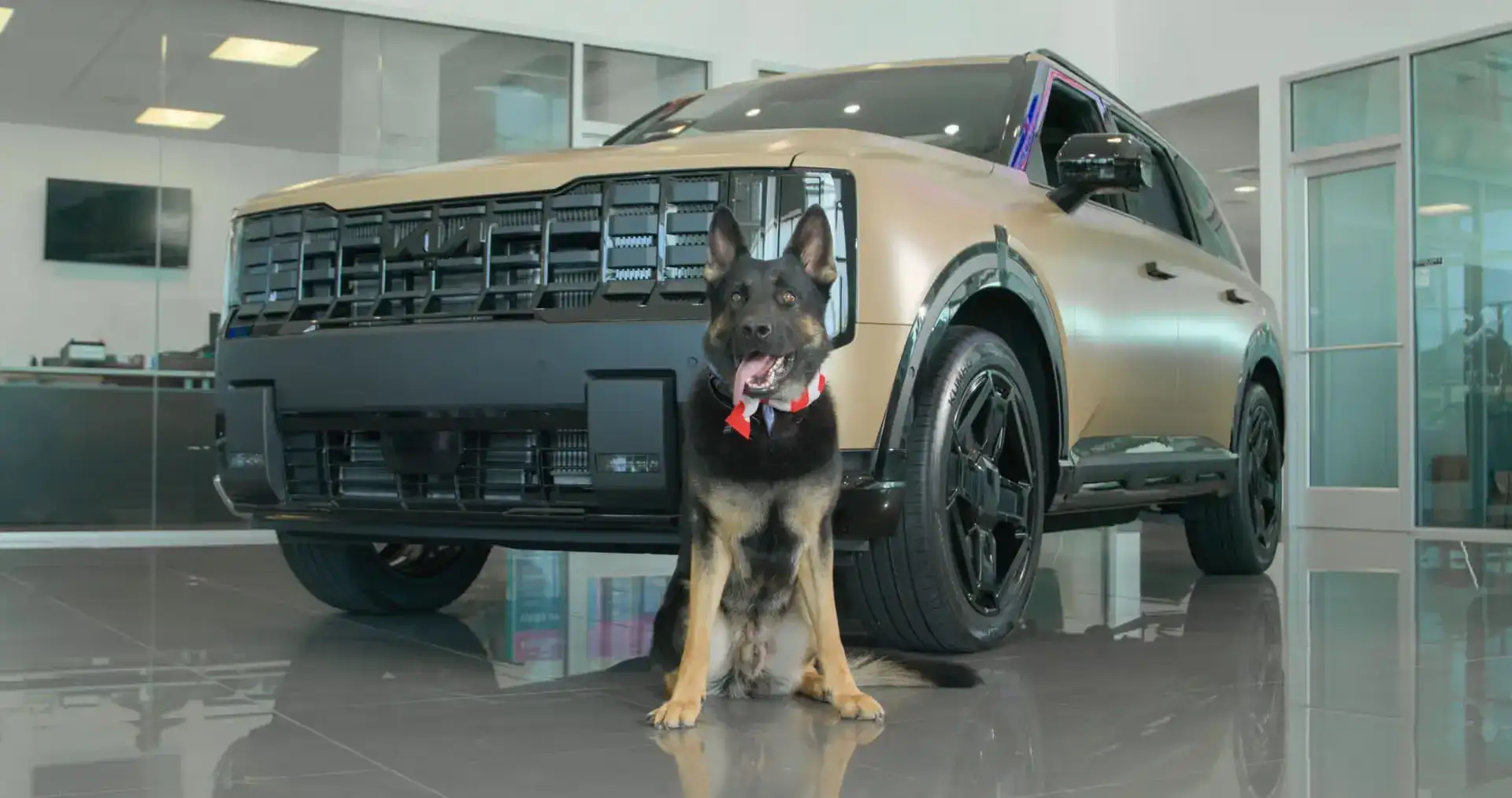 Dog infront of car in showroom