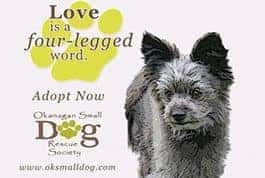 Okanagan_Small_Dog