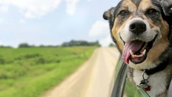 Driving with Pets