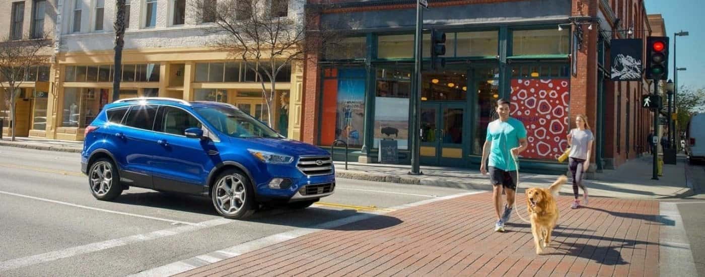 A person is shown walking a golden retriever past a blue 2019 Ford Escape.