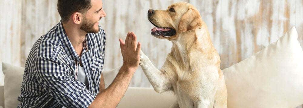 Giving a Dog a High Five
