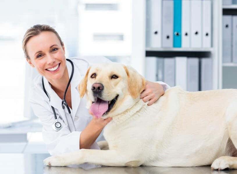 Animal Hospital