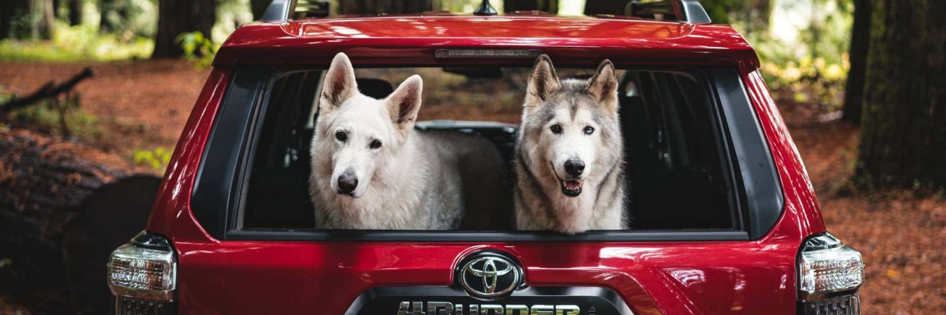 2024-Toyota-4Runner-view-of-the-hatchback-with-two-dogs-looking-out-the-back