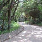 Jungle Trail
