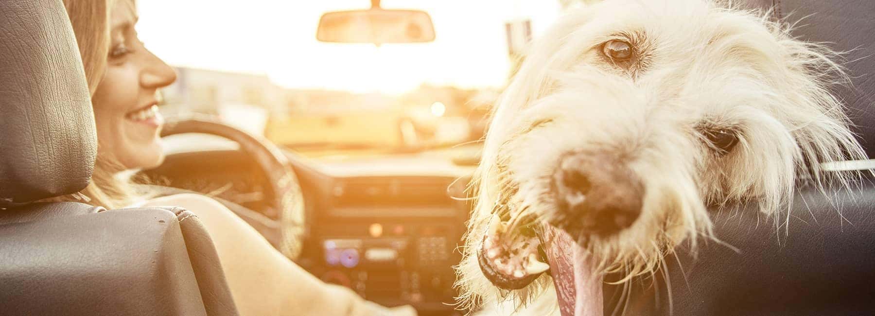 happy customer driving with their dog