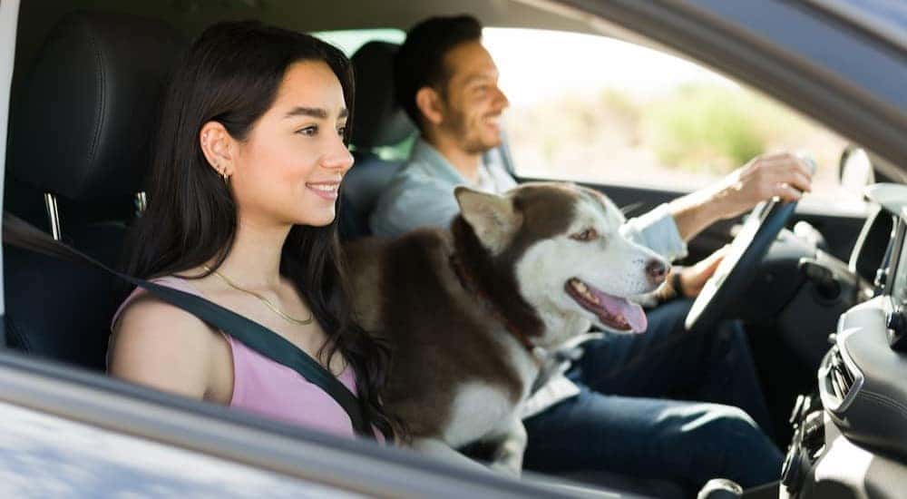 A husky is shown driving in a car.
