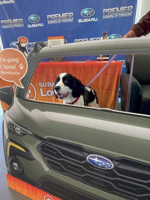 more dogs