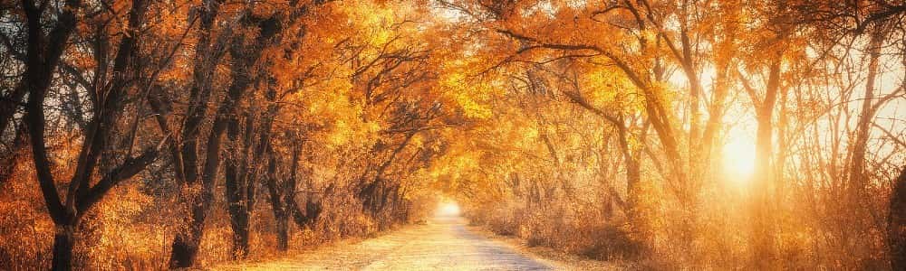 country road in the fall