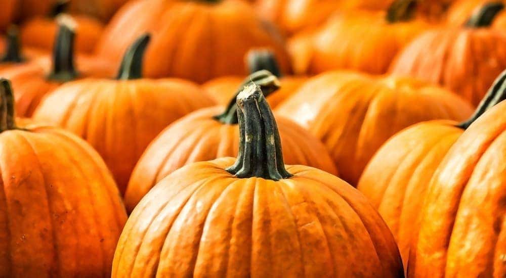 A close up of pumpkins that you would see at a Chevy Dealer, Bethlehem, PA, celebrating fall.