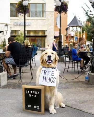 Scout the Golden Retriever