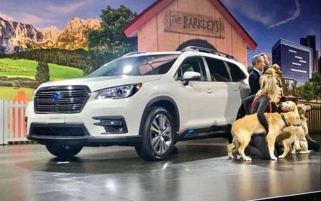 Subaru Vehicle with dogs