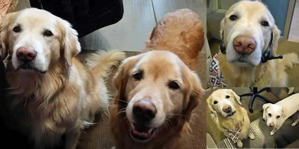  Dog Named TUCKER Golden Retriever Mom Cute Dog Rescuer