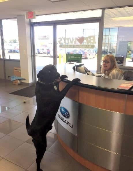dog at service desk