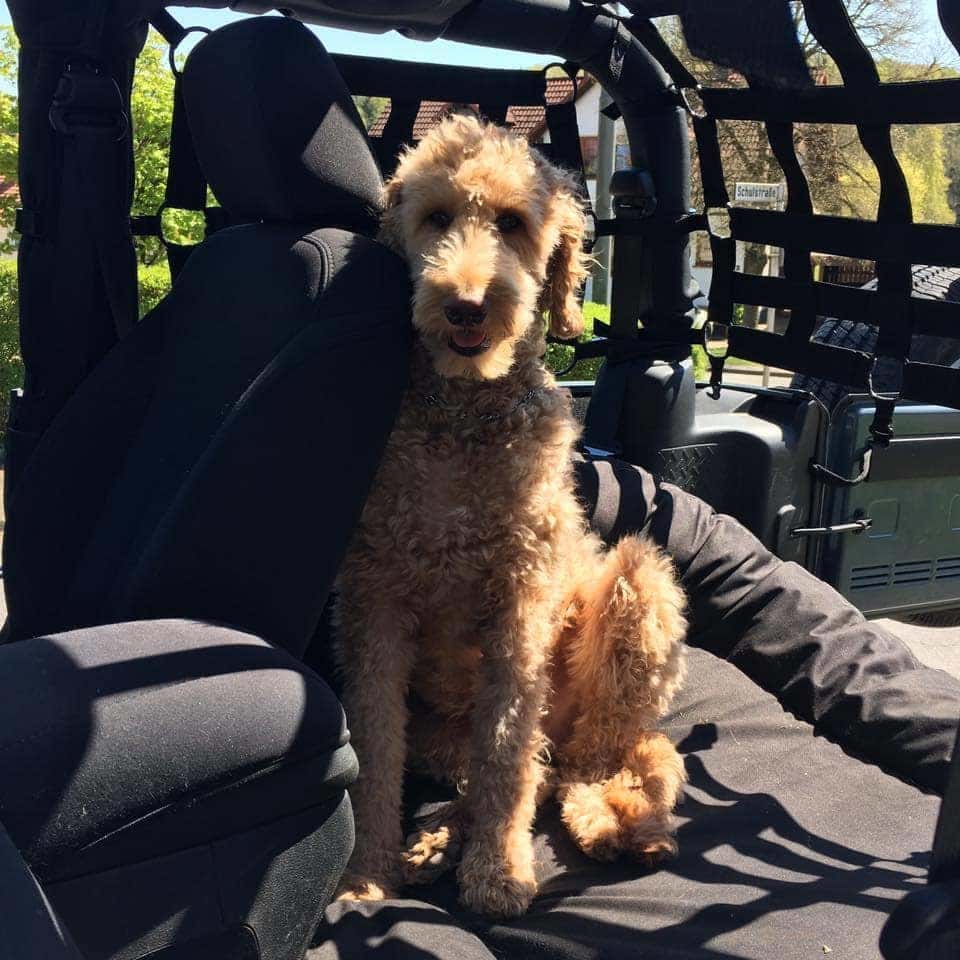 The Jeep Dog Guide to Pet Safety | Safford CJDRF of Springfield