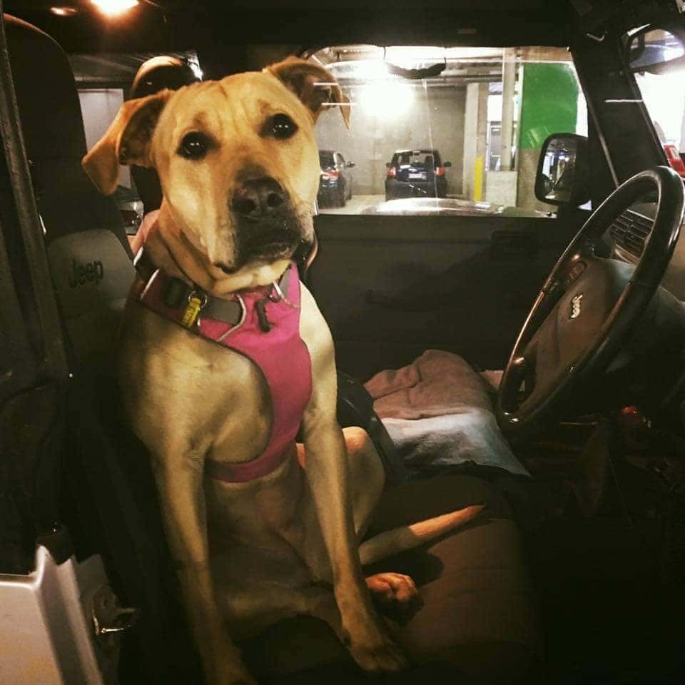 The Jeep Dog Guide to Pet Safety | Safford CJDRF of Springfield