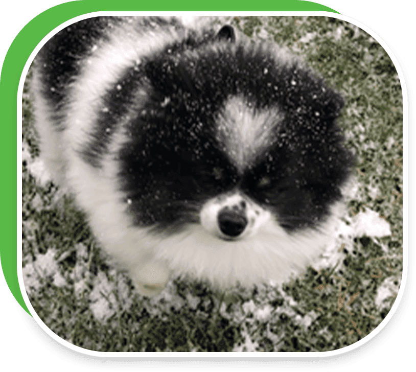 Meet Panda - Spitzer Ford Hartville