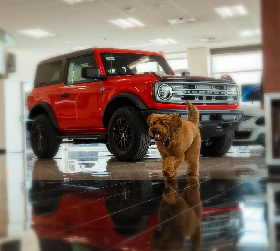 Stamford Ford pup working in the dealership