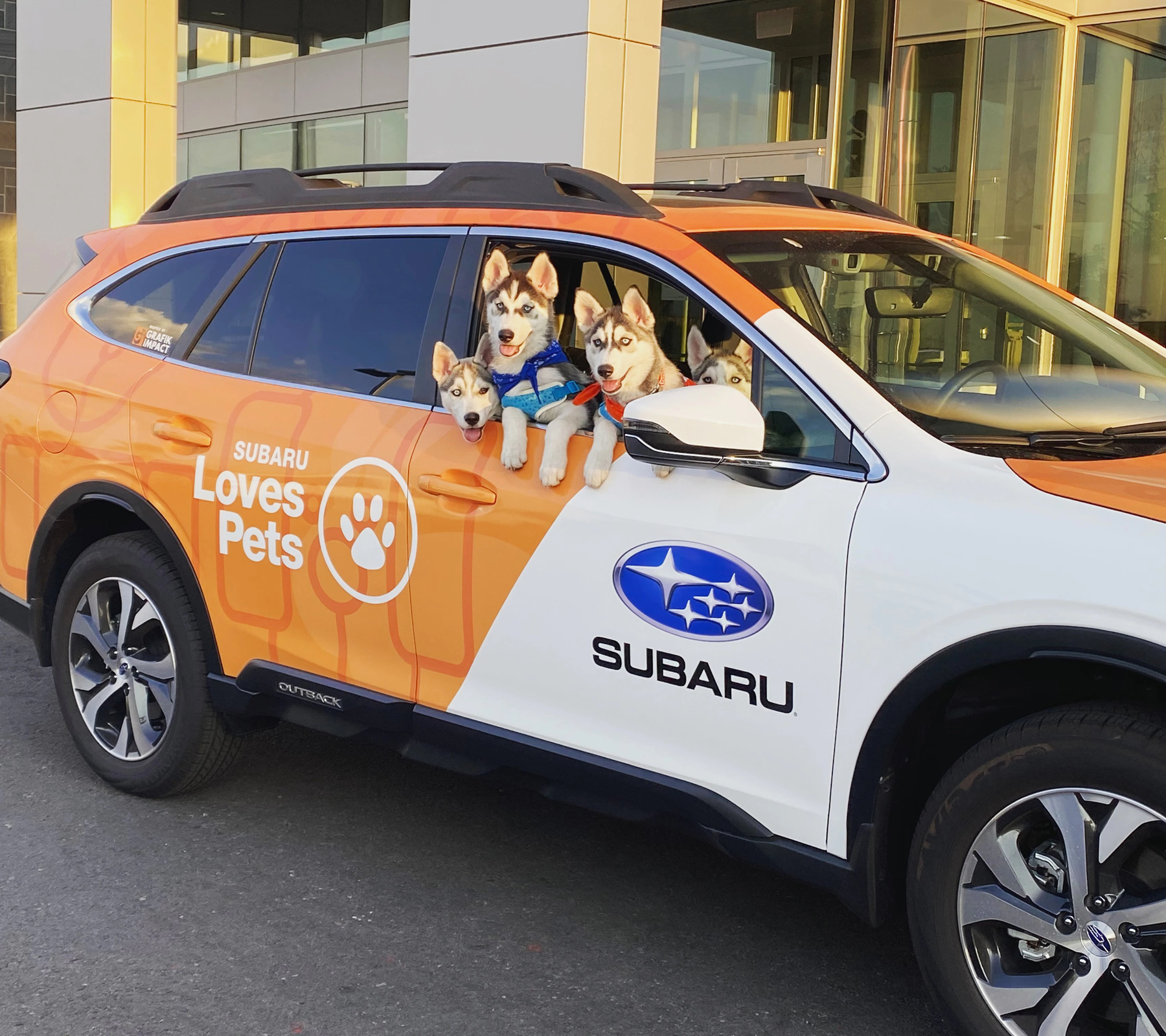 Huskey dogs in a Subaru Loves pet vehicle